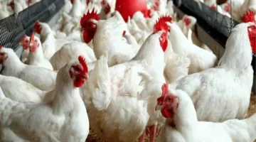 تحديث جديد.. سعر الفراخ البيضاء في الأسواق المصرية خلال تعاملات يوم الاثنين 22 ديسمبر